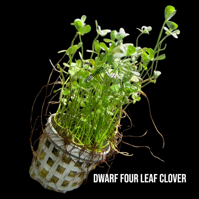 Dwarf Four Leaf Clover