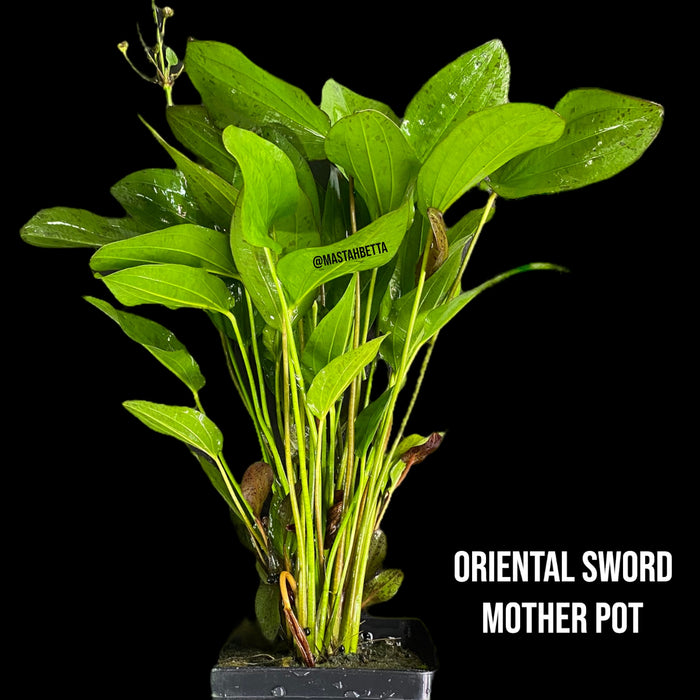 Oriental Mother Pot