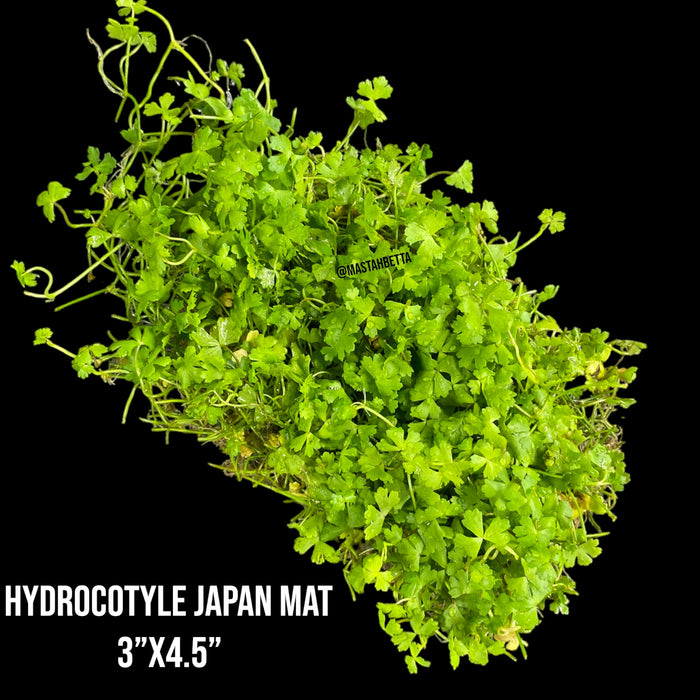 Hydrocotyle Japan Mat