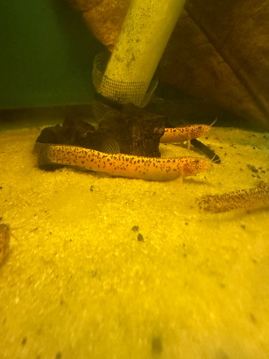 Gold Leopard Dojo Loach