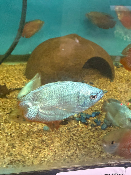 Blue Cobalt Dwarf Gourami