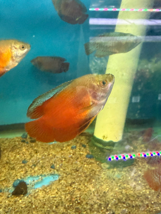 Flame Dwarf Gourami