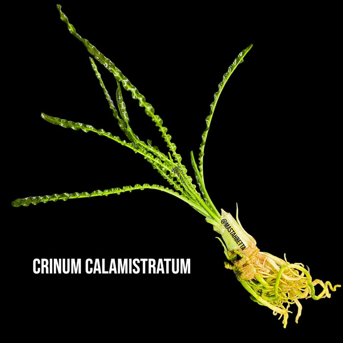 Crinum Calamistratum