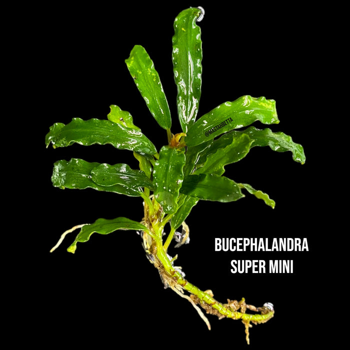 Bucephalandra Super Mini