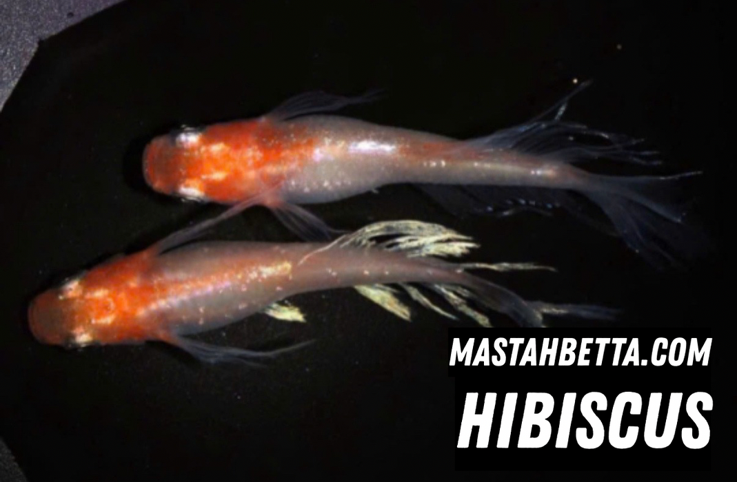 Hibiscus Medaka