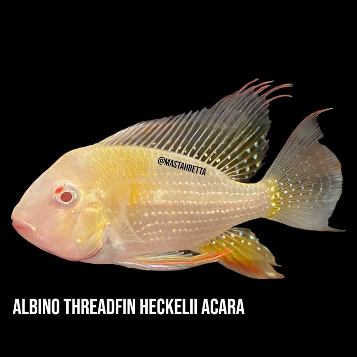 Albino Heckelii Threadfin Acara