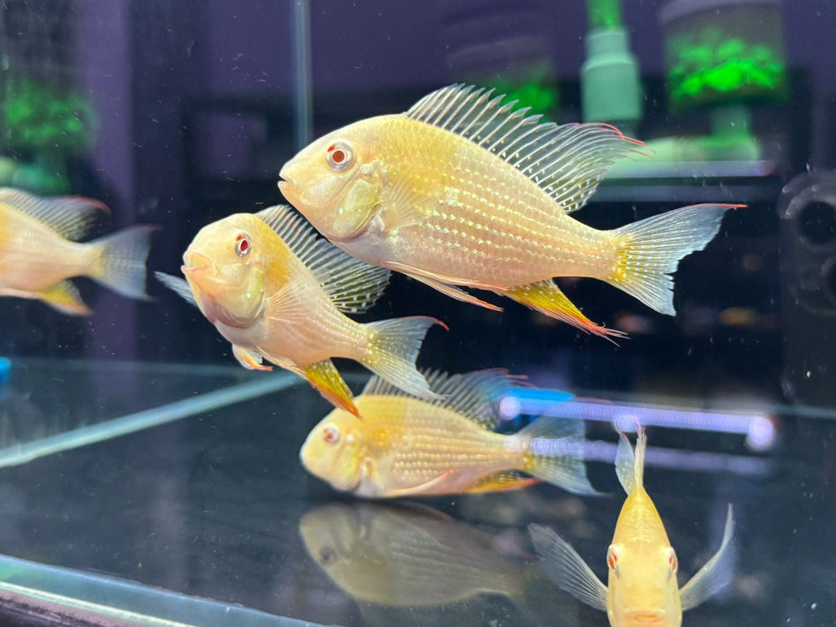 Albino Heckelii Threadfin Acara