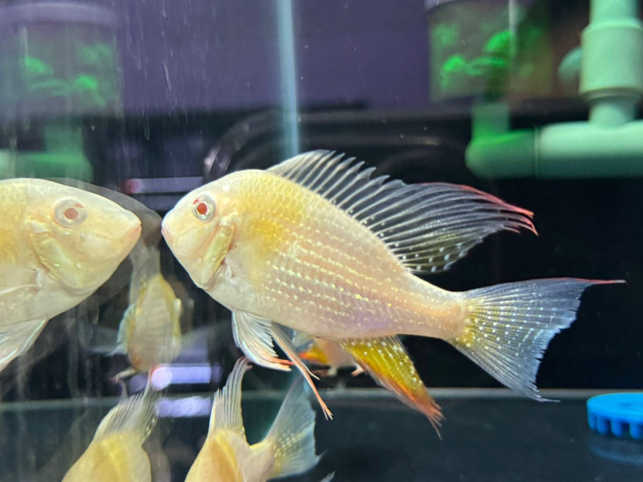 Albino Heckelii Threadfin Acara