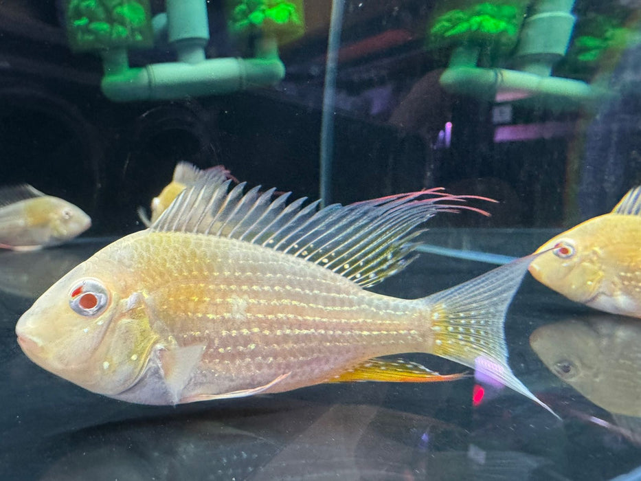 Albino Heckelii Threadfin Acara