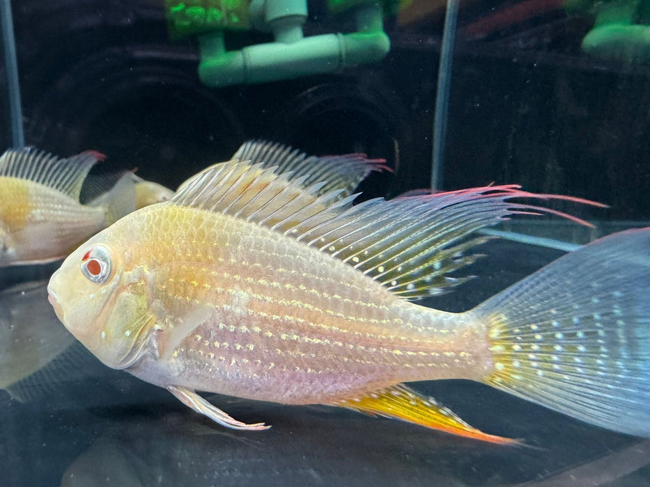 Albino Heckelii Threadfin Acara