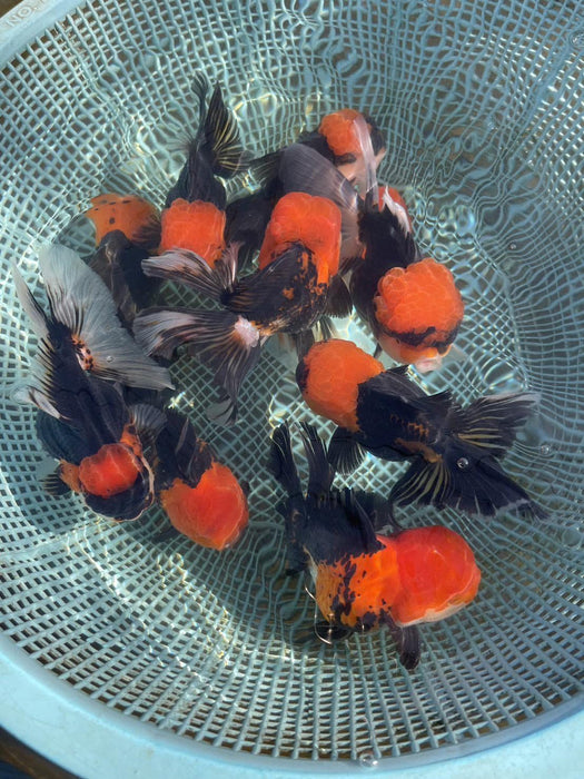 Small Breed Black Red Cap Oranda