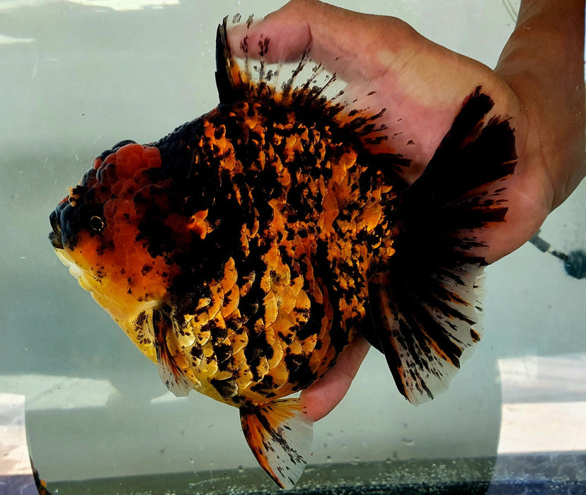 Short Body Tiger Oranda