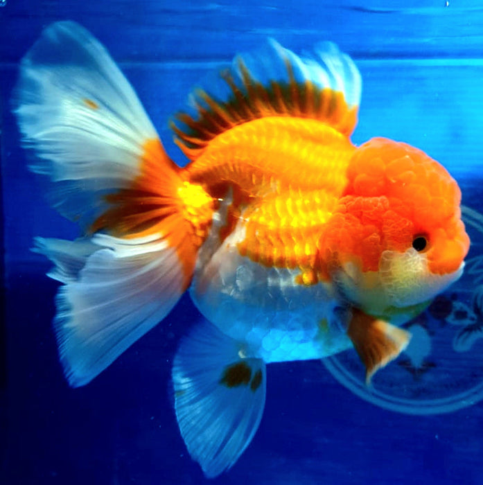 Short Body Red and White Oranda