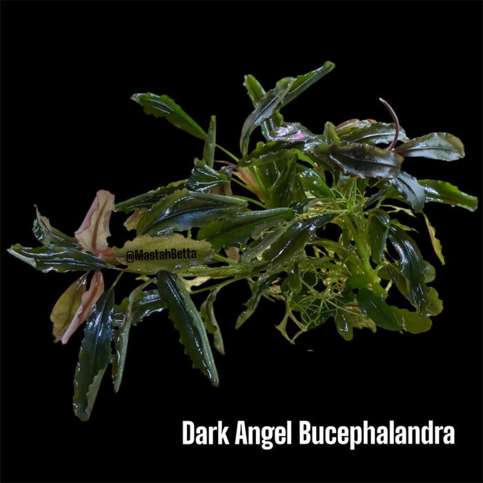 Bucephalandra Dark Angel (Submerged)