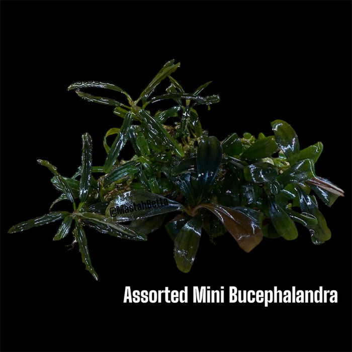 Bucephalandra Assorted Mini (Submerged)