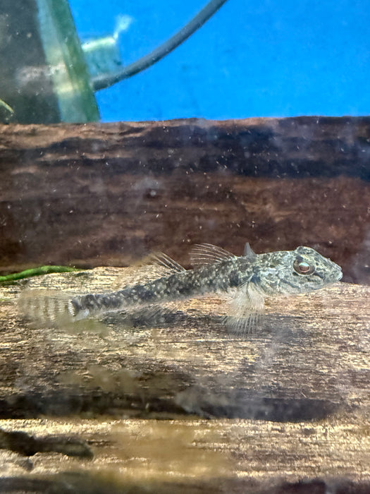 Bar Cheek Goby