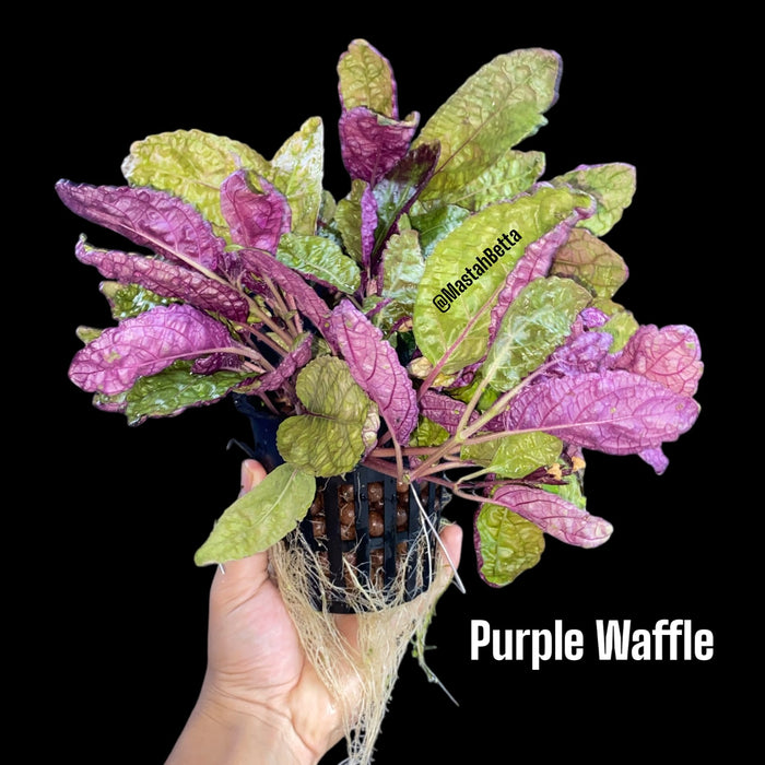 Purple Waffle