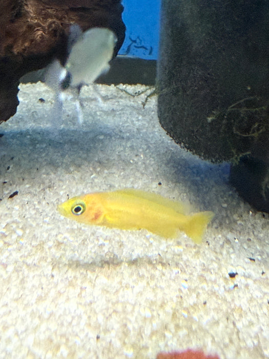 Lemon Cichlid