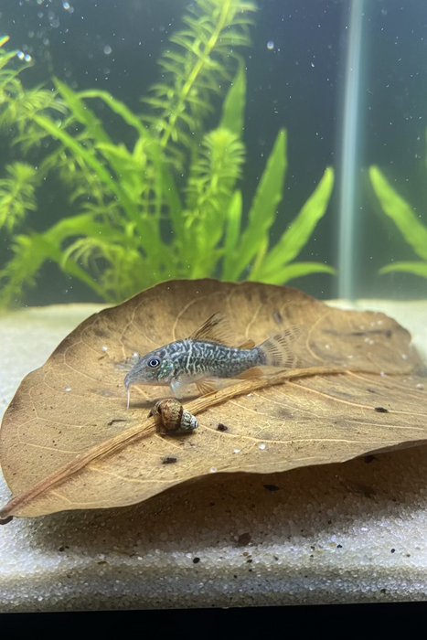 Emerald Green Corydoras