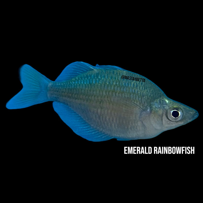 Emerald Rainbowfish