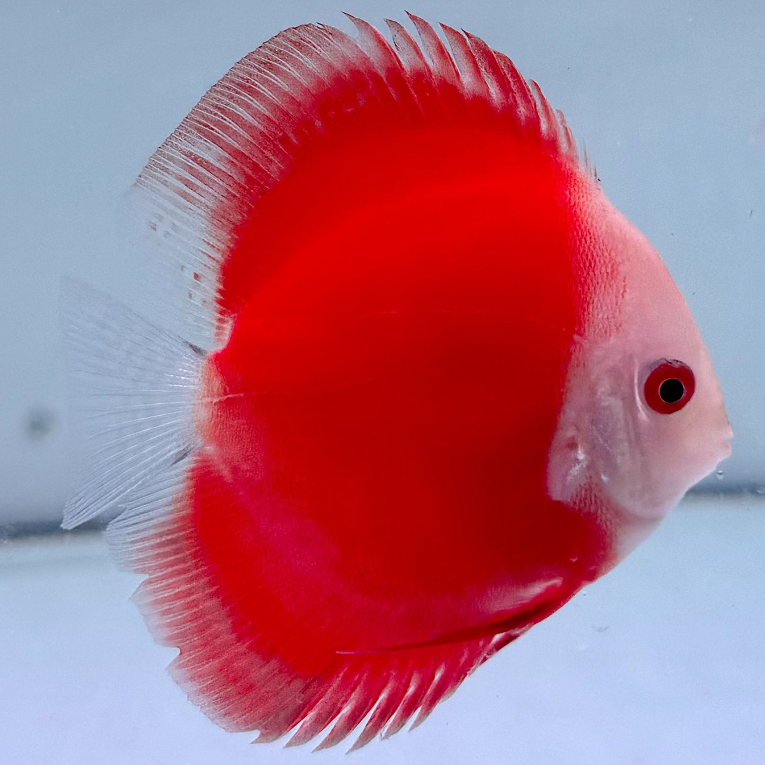 MastahBetta Fish Shop - Hawaii’s Aquarium Fish Store — Mastah Betta
