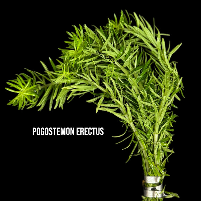 Pogostemon Erectus