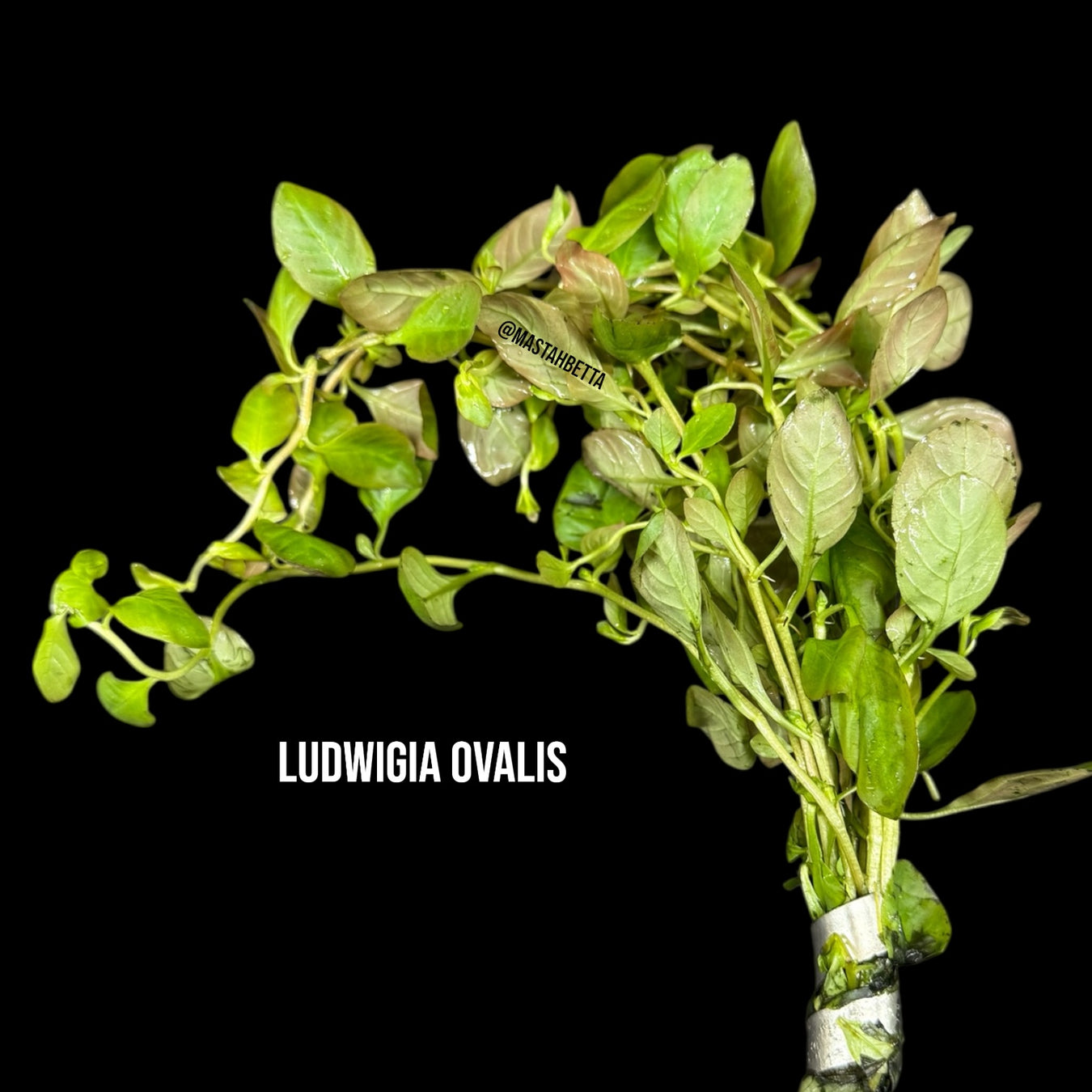 Aquatic Plants