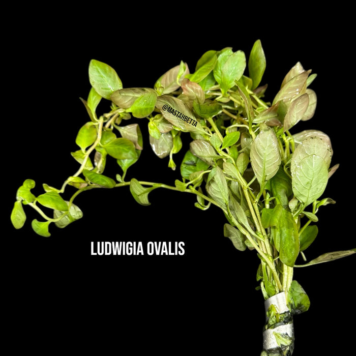 Ludwigia Ovalis