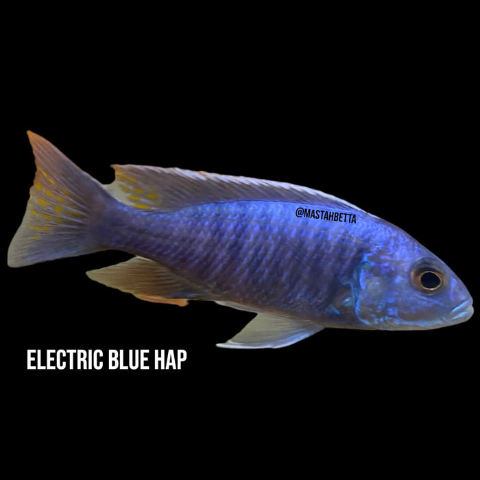 Group of 3x Electric Blue Haps