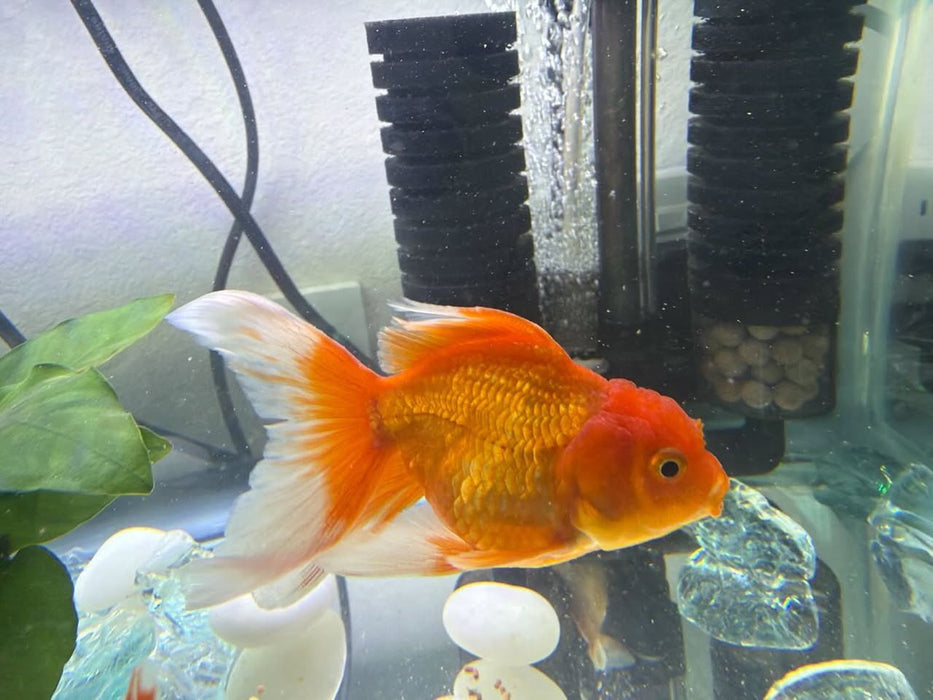 Assorted Rosetail Oranda