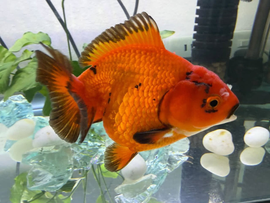 Assorted Yuan Bao Goldfish