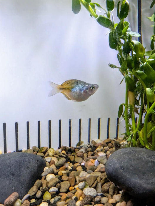 Balloon Boesmani Rainbowfish