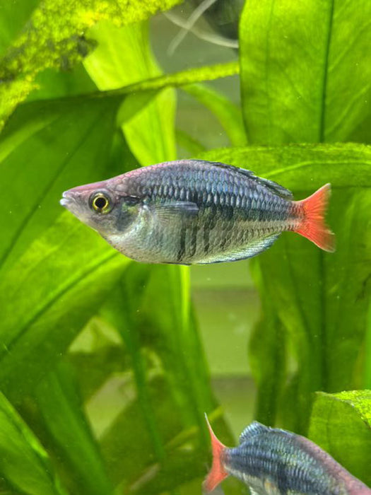 Kali Tawa Rainbowfish