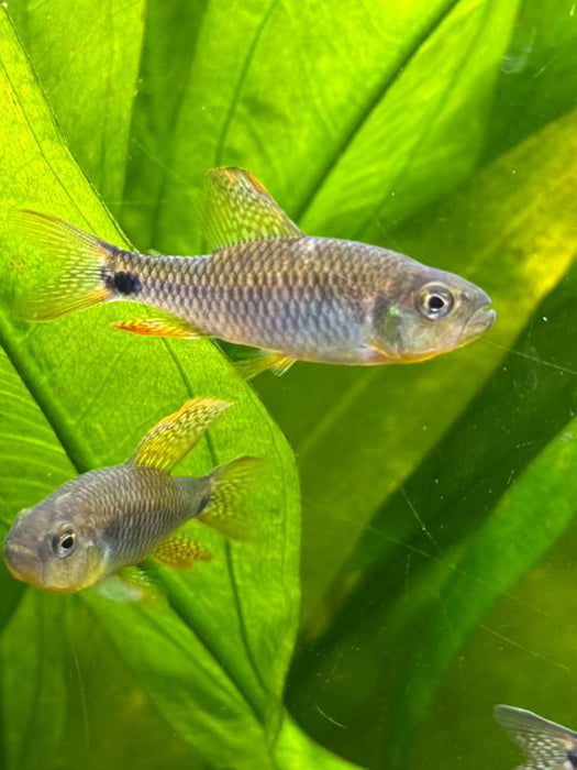 Sailfin Tetra