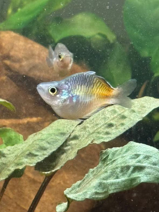 Balloon Boesmani Rainbowfish