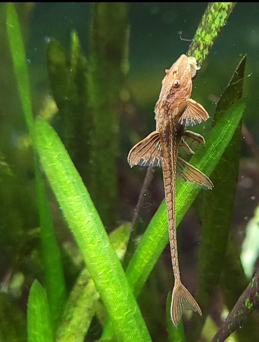 Red Lizard Whiptail Catfish