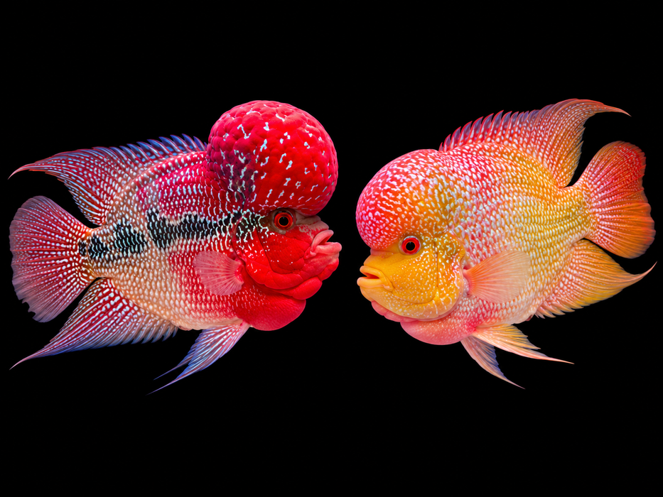 SRD x GB Flowerhorn