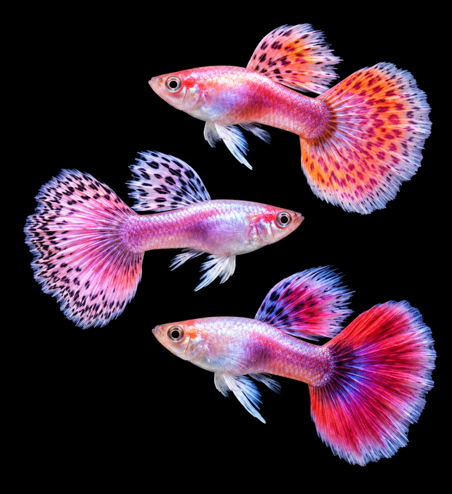 Assorted Magenta Guppy