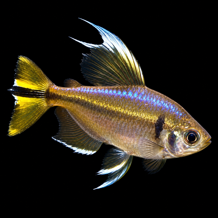 Yellow Tail Congo Tetra