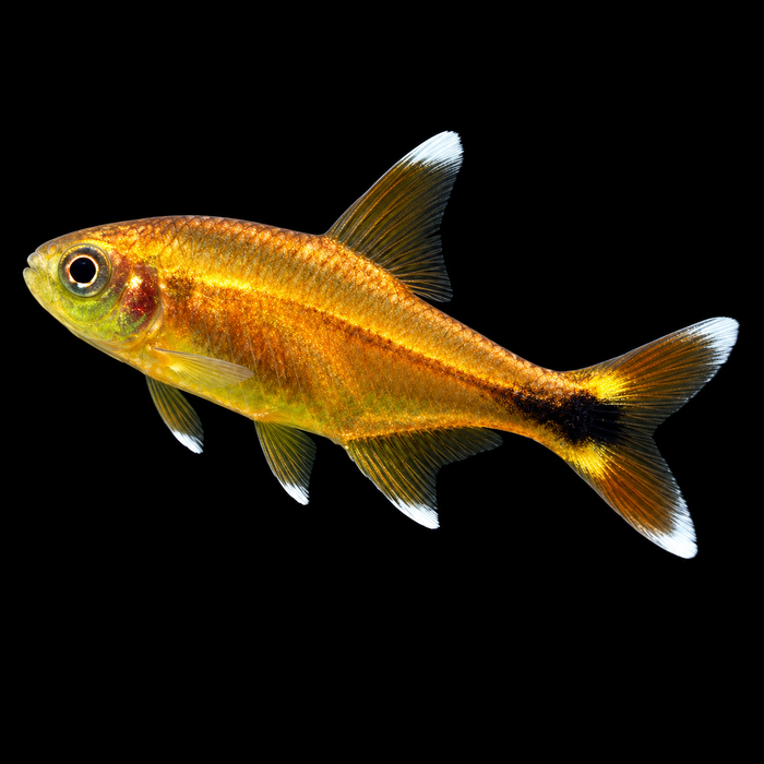 Silver Tip Tetra