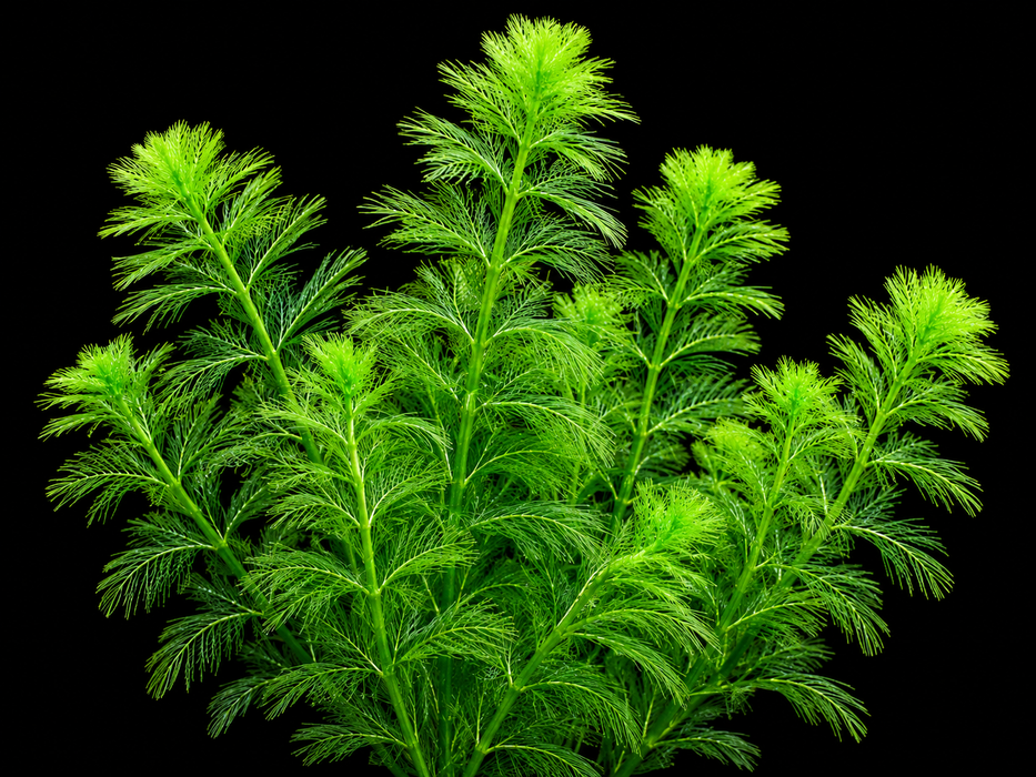 Water Milfoil