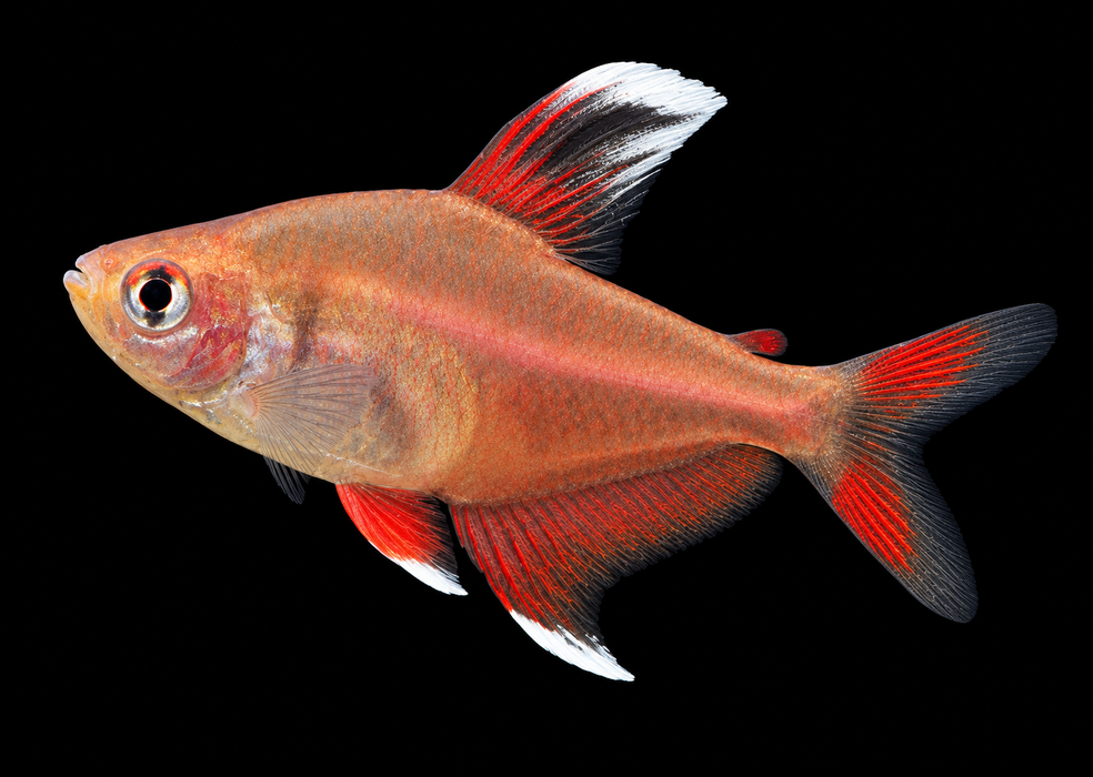White Fin Rosy Tetra