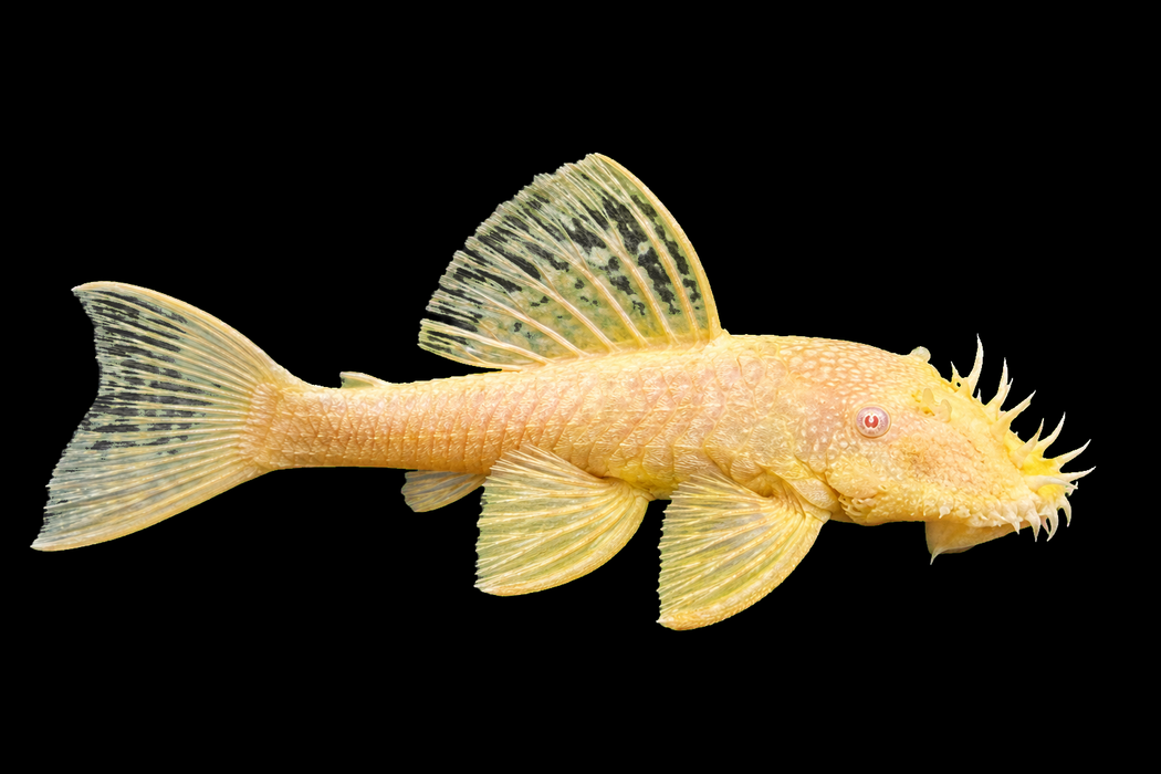 Albino Bristlenose Pleco