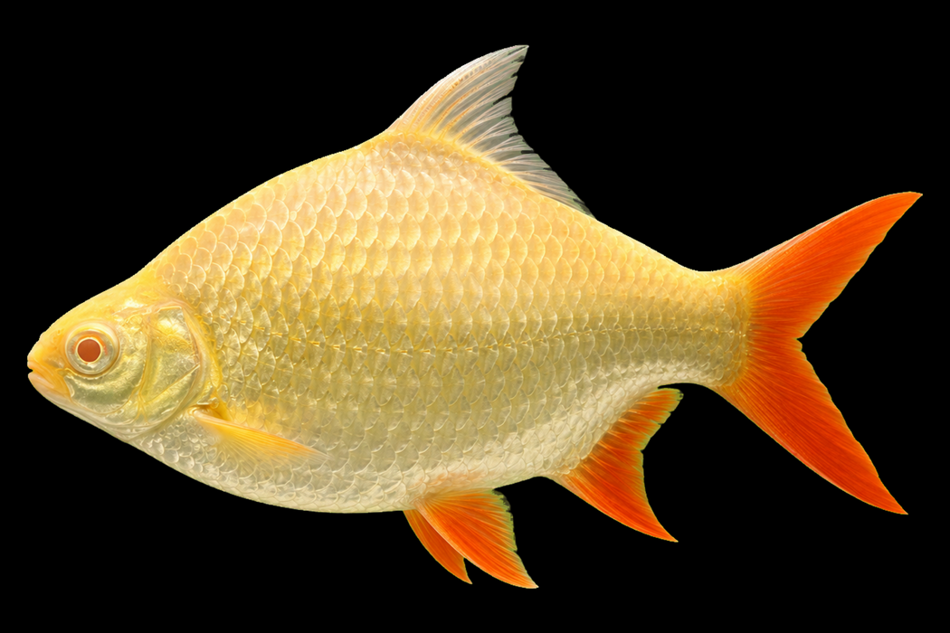 5x 2.25” Albino Tinfoil Barbs