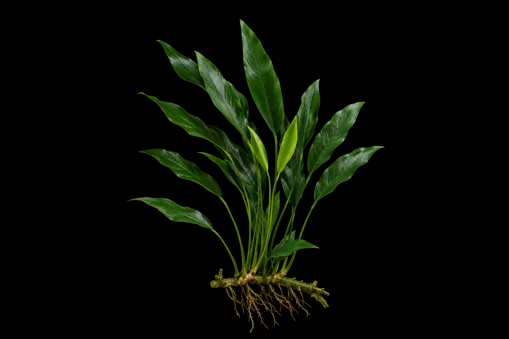 Anubias Congensis
