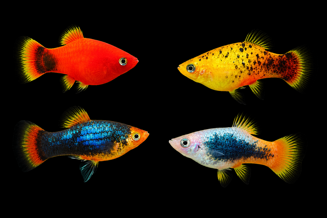 Assorted Platy