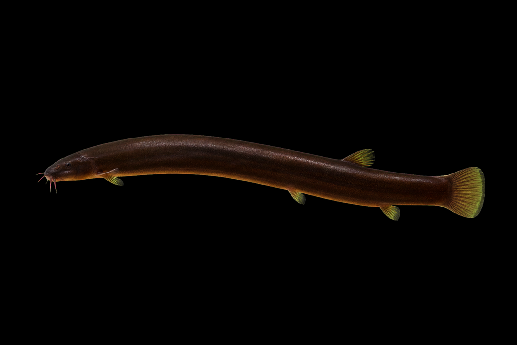 Black Kuhli Loach