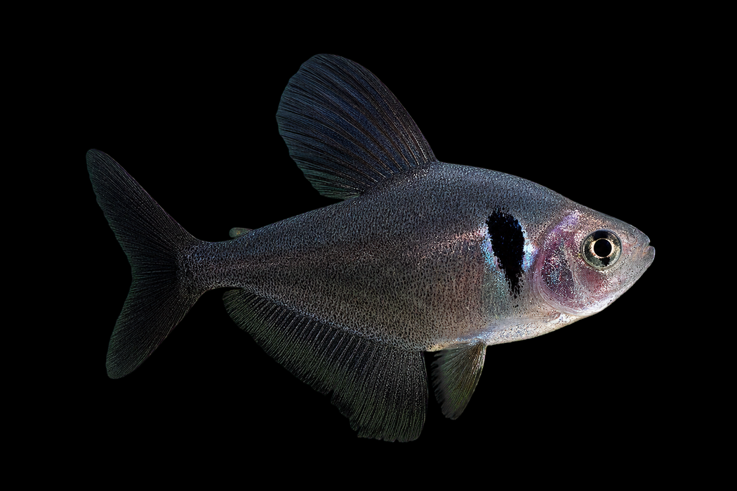 Black Phantom Tetra