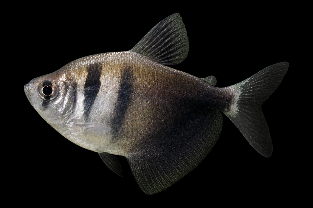 12x Black Skirt Tetras
