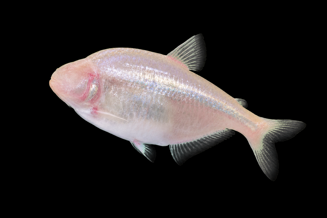 Blind Cave Tetra